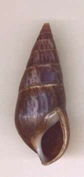 Pleuroceridae