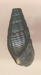 Pleuroceridae